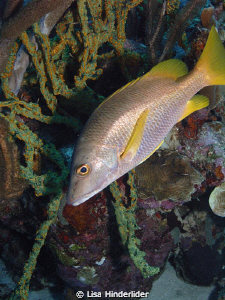 Snapper-licious! by Lisa Hinderlider 